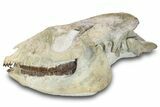 Fossil Running Rhino (Hyracodon) Skull - South Dakota #280259-1